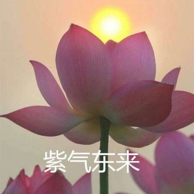 玛娜希斯回响日服下载